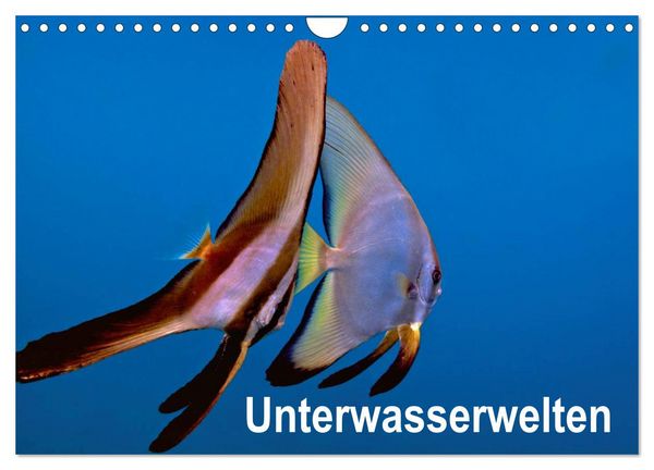 Unterwasserwelten (Wandkalender 2026 DIN A4 quer), CALVENDO Monatskalender