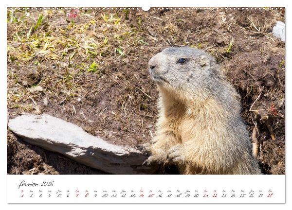 Produktbild: Les Hautes-Alpes sur les chemins des marmottes (Calendrier mural 2026 DIN A2 vertical) calendrier de bureau