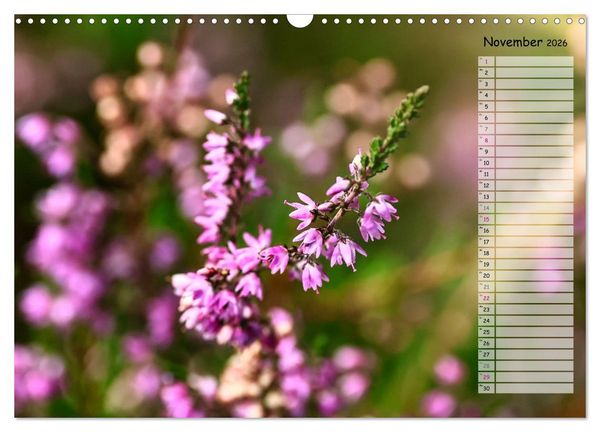 Produktbild: Heidespaziergang (Wandkalender 2026 DIN A3 quer), CALVENDO Monatskalender