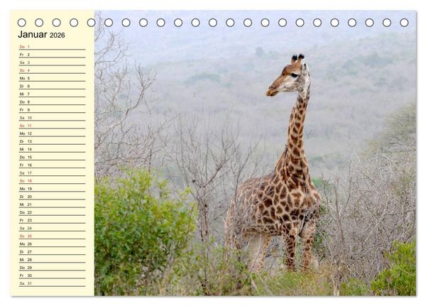 Produktbild: Afrika. Tiere in freier Wildbahn (Tischkalender 2026 DIN A5 quer), CALVENDO Monatskalender