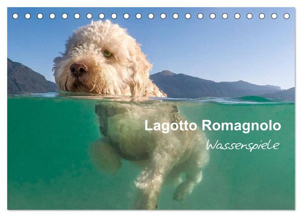 Produktbild: Lagotto Romagnolo - Wasserspiele (Tischkalender 2026 DIN A5 quer), CALVENDO Monatskalender