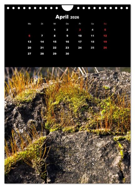 Produktbild: Die Welt der Moose. Ein Blick nach unten (Wandkalender 2026 DIN A4 hoch), CALVENDO Monatskalender