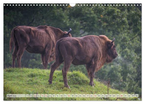 Produktbild: Emotionale Momente: Der Wisent. (Wandkalender 2026 DIN A3 quer), CALVENDO Monatskalender
