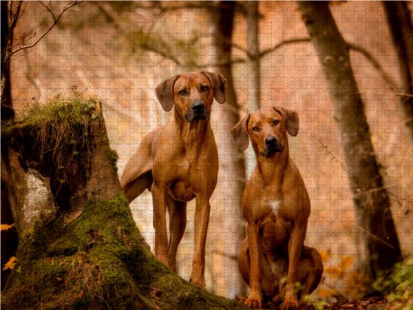 Produktbild: CALVENDO Puzzle L&ouml;wentanz - Rhodesian Ridgeback 1000 Teile Lege-Gr&ouml;&szlig;e 64 x 48 cm Foto-Puzzle Bild von Sabrina Mischnik