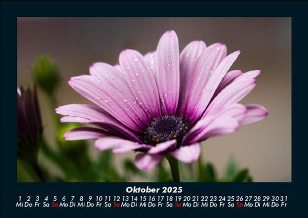 Produktbild: Pflanzen und Bl&uuml;ten 2025 Fotokalender DIN A5