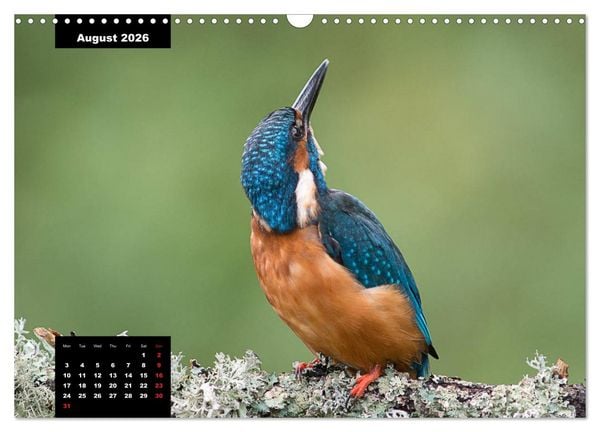 Produktbild: Beautiful birds THE KINGFISHER (Wall Calendar 2026 DIN A3 landscape), CALVENDO 12 Month Wall Calendar