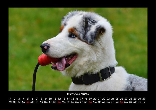Produktbild: Hundezauber 2025 Fotokalender DIN A3