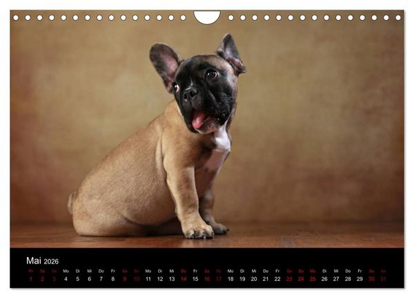 Produktbild: Charme auf vier Pfoten - Franz&ouml;sische Bulldoggen Portraits (Wandkalender 2026 DIN A4 quer), CALVENDO Monatskalender