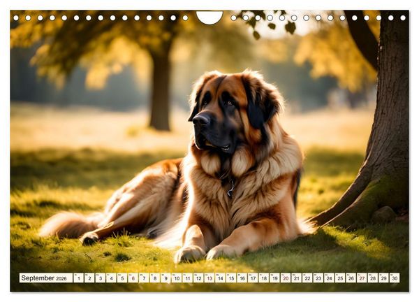 Produktbild: Leonberger - der zahme L&ouml;we (Wandkalender 2026 DIN A4 quer), CALVENDO Monatskalender