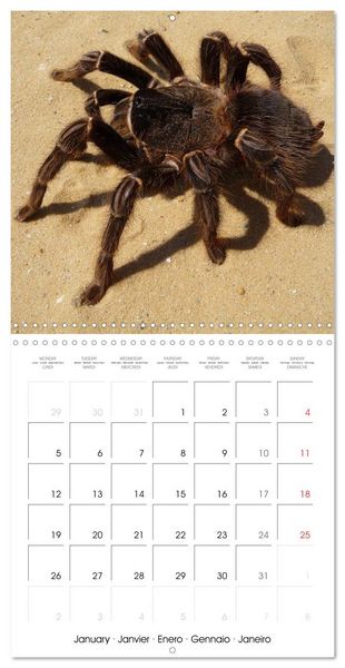 Produktbild: Spiders and Tarantulas (Wall Calendar 2026 12 &times; 12 Inch) CALVENDO 12 Month Wall Calendar