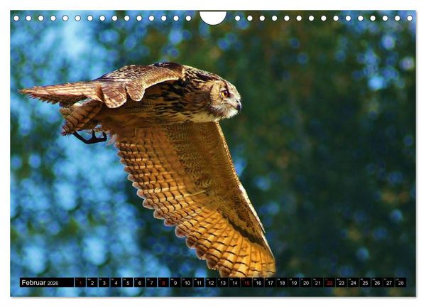 Produktbild: Faszination Greifv&ouml;gel Schnelle J&auml;ger (Wandkalender 2026 DIN A4 quer), CALVENDO Monatskalender