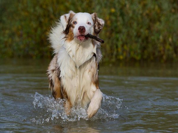 Produktbild: CALVENDO Puzzle Ein Motiv aus dem Kalender Bekannt wie ein bunter Hund. Australian Shepherd - Familienplaner hoch | 1000 Teile Lege-Gr&ouml;&szlig;e 64x48cm Foto