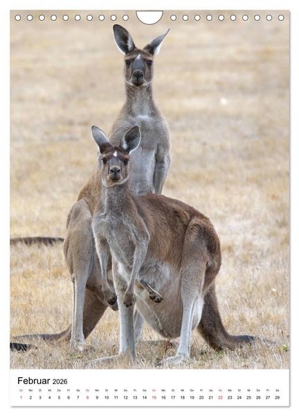 Produktbild: Australien - Hilfe f&uuml;r die einzigartige Tierwelt (Wandkalender 2026 DIN A4 hoch), CALVENDO Monatskalender