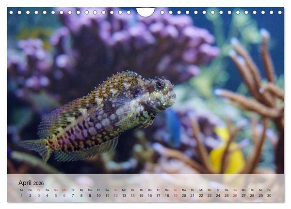 Produktbild: In der Meerestiefe. Fische und Korallen im ewigen Blau (Wandkalender 2026 DIN A4 quer), CALVENDO Monatskalender