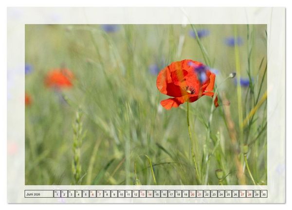 Produktbild: Jeden Monat in der Natur (Wandkalender 2026 DIN A2 quer), CALVENDO Monatskalender