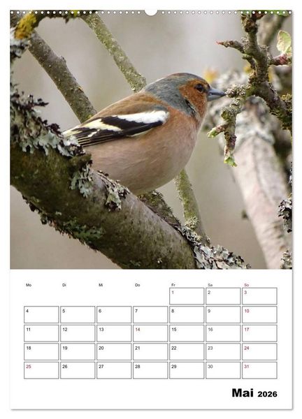 Produktbild: Amsel, Drossel, Fink und Star - beobachtet (Wandkalender 2026 DIN A2 hoch), CALVENDO Monatskalender