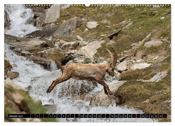 Produktbild: Nationalpark Gran Paradiso (hochwertiger Premium Wandkalender 2026 DIN A2 quer), Kunstdruck in Hochglanz