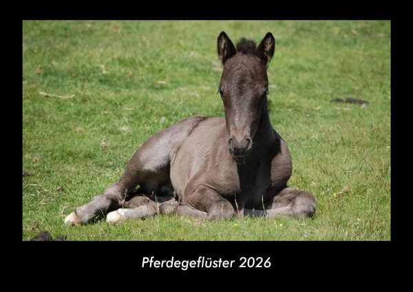 Produktbild: Pferdegefl&uuml;ster 2026 Fotokalender DIN A3