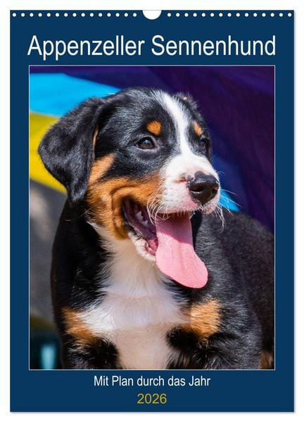 Produktbild: Appenzeller Sennenhund - Mit Plan durch das Jahr (Wandkalender 2026 DIN A3 hoch), CALVENDO Monatskalender