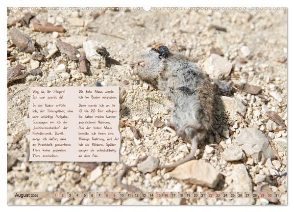 Produktbild: GEOclick Lernkalender: Insekten (Wandkalender 2026 DIN A2 quer), CALVENDO Monatskalender