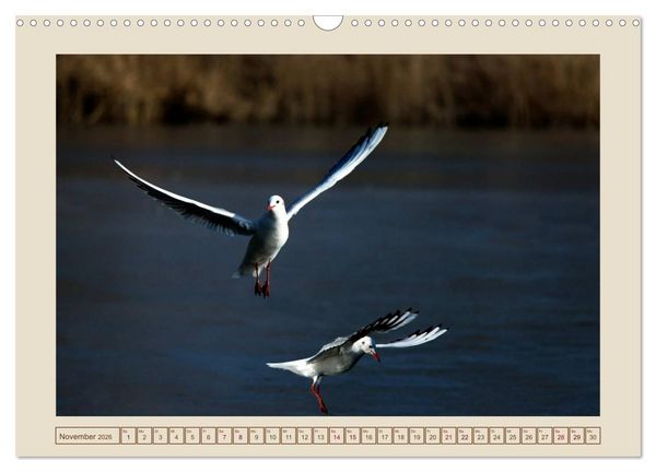 Produktbild: V&ouml;gel am Chemnitzer Schlossteich (Wandkalender 2026 DIN A3 quer), CALVENDO Monatskalender