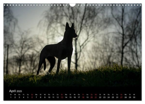 Belgische Schäferhunde - Der Malinois im Licht (Wandkalender 2025 DIN A3 quer), CALVENDO Monatskalender