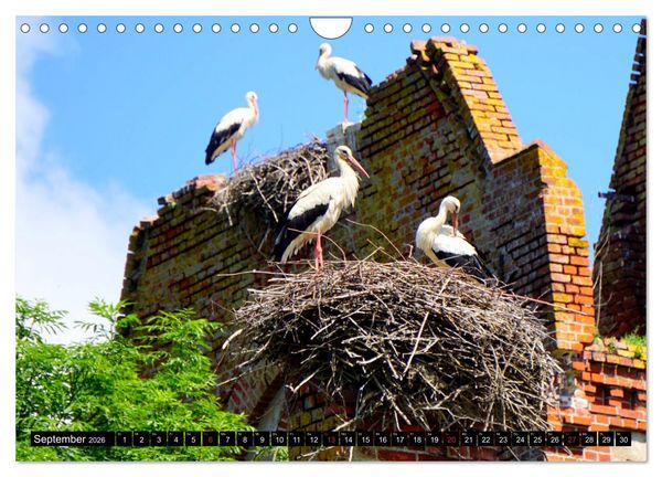 Produktbild: Im Paradies der St&ouml;rche - Dorfkirchen als Storchkirchen in Ostpreu&szlig;en (Wandkalender 2026 DIN A4 quer), CALVENDO Monatskalender