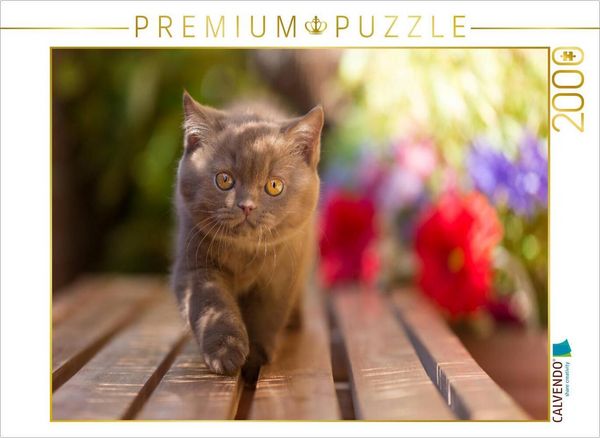 CALVENDO Puzzle Ein Motiv aus dem Kalender Kittens - Britisch Kurzhaar Katzenkinder | 2000 Teile Lege-Größe 90x67cm Foto-Puzzle für glückliche Stunden