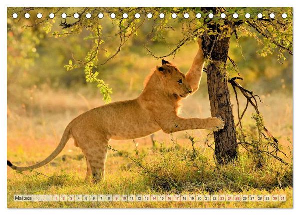 Produktbild: Faszination Afrika: L&ouml;wen (Tischkalender 2026 DIN A5 quer), CALVENDO Monatskalender
