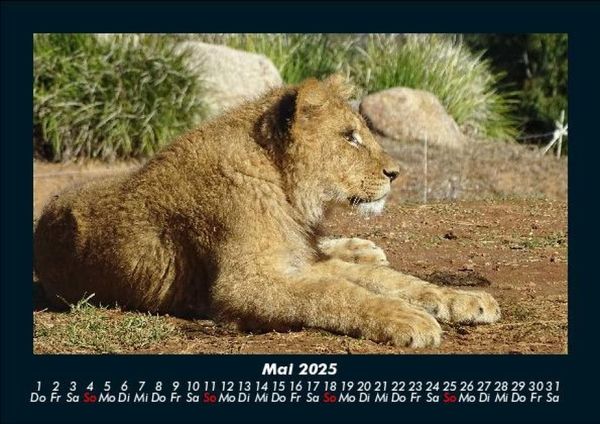 Produktbild: L&ouml;wen in der Wildnis 2025 Fotokalender DIN A5