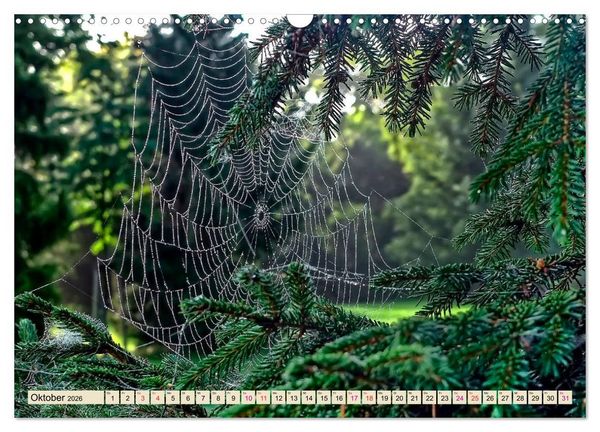 Produktbild: Spinnennetze - Wunder der Natur (Wandkalender 2026 DIN A3 quer), CALVENDO Monatskalender