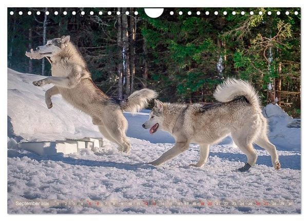 Produktbild: Alaskan Malamute in seinem Element (Wandkalender 2026 DIN A4 quer), CALVENDO Monatskalender