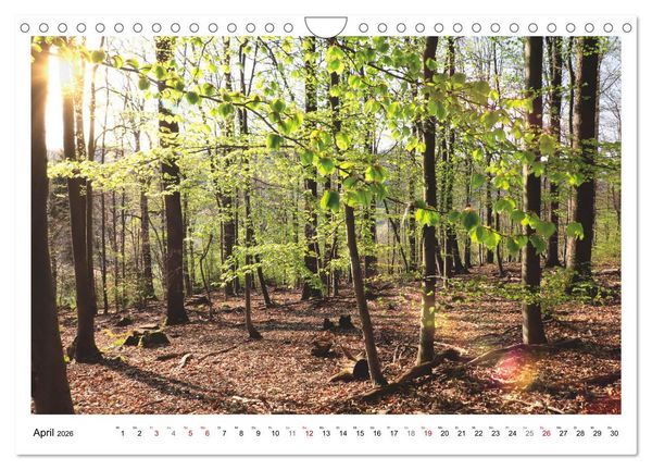 Produktbild: Mein Sehnsuchtsort, der heimische Wald (Wandkalender 2026 DIN A4 quer), CALVENDO Monatskalender