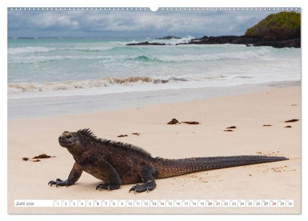 Produktbild: Galapagos. Verzauberte Inseln (Wandkalender 2026 DIN A2 quer), CALVENDO Monatskalender