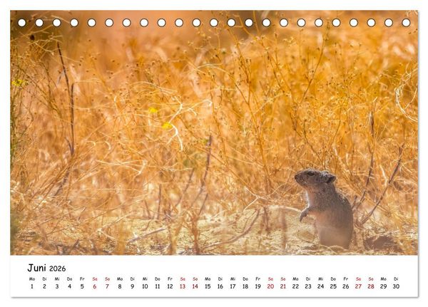Produktbild: Afrikas kleine Stars (Tischkalender 2026 DIN A5 quer), CALVENDO Monatskalender