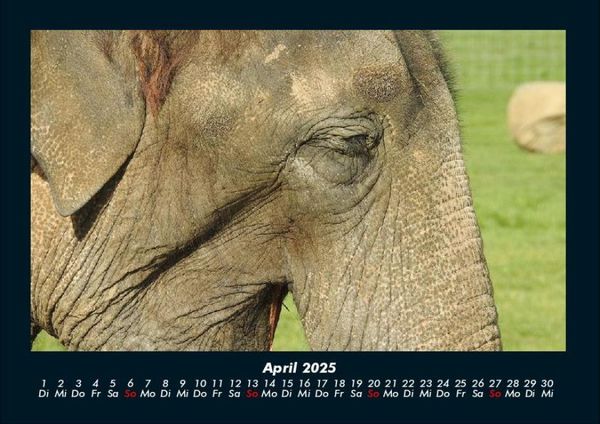 Produktbild: Elefanten - Die sanften Riesen Afrikas 2025 Fotokalender DIN A4
