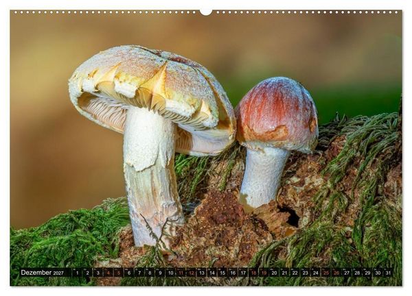 Produktbild: Kunstgalerie Wald - die verborgene Welt der Pilze (hochwertiger Premium Wandkalender 2027 DIN A2 quer), Kunstdruck in Hochglanz