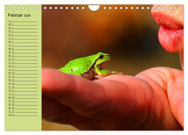 Produktbild: Frosch m&uuml;sste man sein! (Wandkalender 2026 DIN A4 quer), CALVENDO Monatskalender