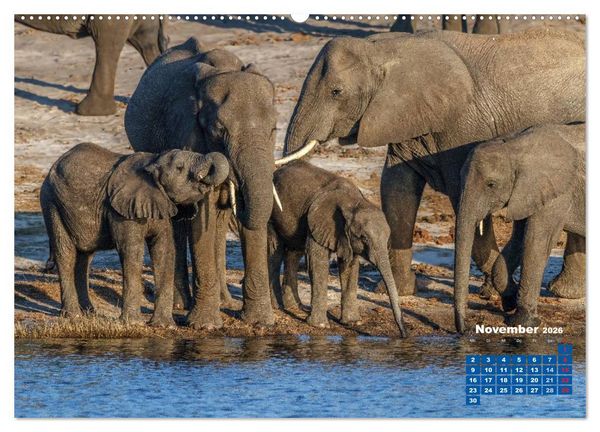 Produktbild: Afrikas Tierwelt: Elefantenbabys (Wandkalender 2026 DIN A2 quer), CALVENDO Monatskalender