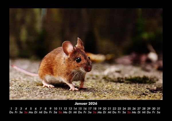 Produktbild: Der Tierkalender 2026 Fotokalender DIN A3