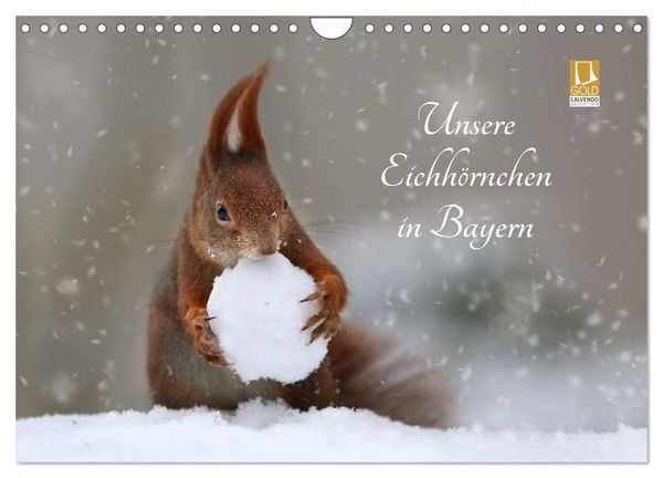 Produktbild: Unsere Eichh&ouml;rnchen in Bayern (Wandkalender 2026 DIN A4 quer), CALVENDO Monatskalender