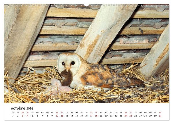 Produktbild: La vie des chouettes, les dames de la nuit (Calendrier mural 2026 DIN A2 vertical), CALVENDO calendrier mensuel