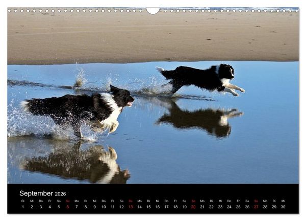 Produktbild: Border Collies machen Urlaub in D&auml;nemark (Wandkalender 2026 DIN A3 quer), CALVENDO Monatskalender