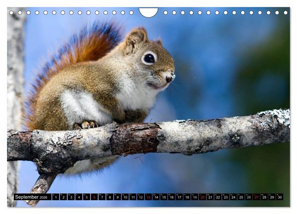 Produktbild: EICHH&Ouml;RNCHEN (Wandkalender 2026 DIN A4 quer), CALVENDO Monatskalender