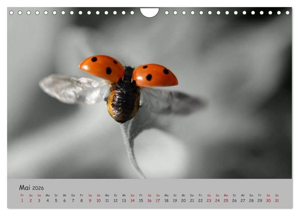 Produktbild: Gl&uuml;cksk&auml;fer (Wandkalender 2026 DIN A4 quer), CALVENDO Monatskalender