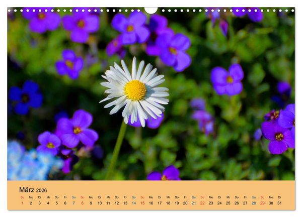 Produktbild: Wildblumen 2026 (Wandkalender 2026 DIN A3 quer), CALVENDO Monatskalender