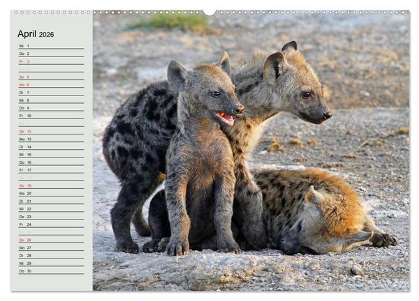 Produktbild: Afrikas wildes Kinderzimmer (Wandkalender 2026 DIN A2 quer), CALVENDO Monatskalender