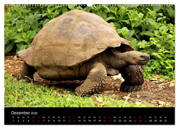 Produktbild: Ama la Vida Ecuador (Wandkalender 2026 DIN A2 quer), CALVENDO Monatskalender