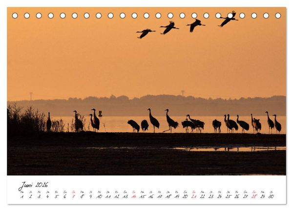 Produktbild: Kraniche am Schlafplatz - im Naturparadies der Mecklenburgischen Seenplatte (Tischkalender 2026 DIN A5 quer), CALVENDO Monatskalender