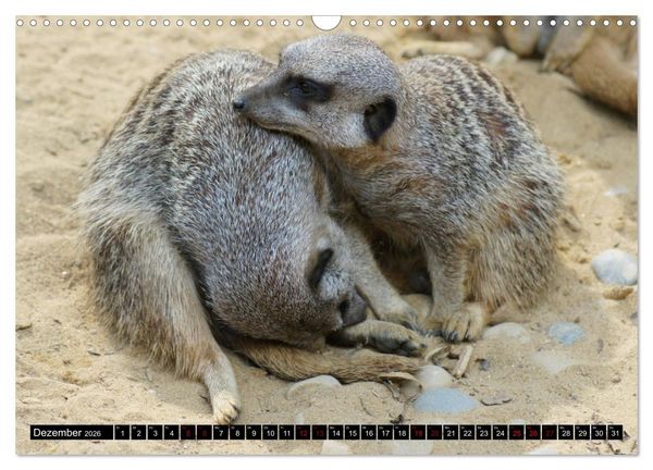 Produktbild: Lustige Erdm&auml;nnchen (Wandkalender 2026 DIN A3 quer), CALVENDO Monatskalender